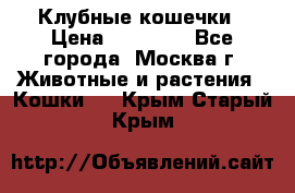 Клубные кошечки › Цена ­ 10 000 - Все города, Москва г. Животные и растения » Кошки   . Крым,Старый Крым